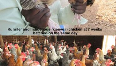 Pure kienyeji compared to Improved Kienyeji Chicken