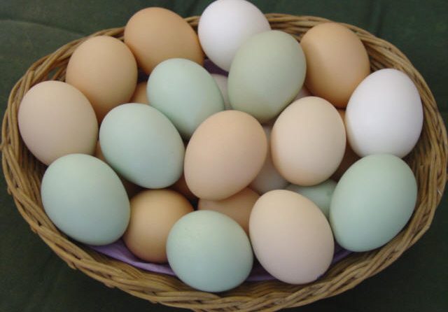 Kienyeji eggs for consumption and fertile hatching eggs