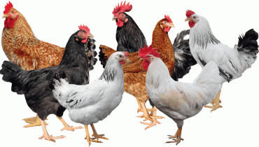 Kienyeji Improvd Chicken varieties; Kari Kienyeji Kuroiler and other chicken that can be free-range