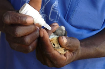 KARI chicks we sell good strong chicks. KARI chicken, kuroiler chicken are better than  Kienyeji chicken, they are excellent layers. We start selling our KARI  chicks at day old. F1 KARI Chicks at Ziwani Poultry Farm. Call us on 0708923991 visit our website for more information and other breeds of chicken and ducks...http://www.ziwanipoultry.com